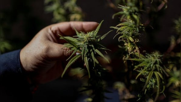 Two years after legalising it, Thailand set to ban recreational cannabis use