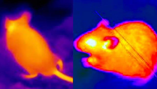 Hong Kong employs AI, thermal cameras to combat city's rat problem Hong Kong employs AI, thermal cameras to combat city's rat problem