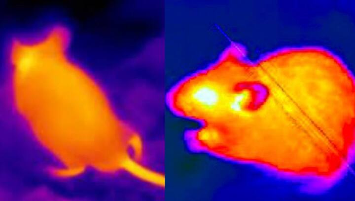 Hong Kong employs AI, thermal cameras to combat city's rat problem