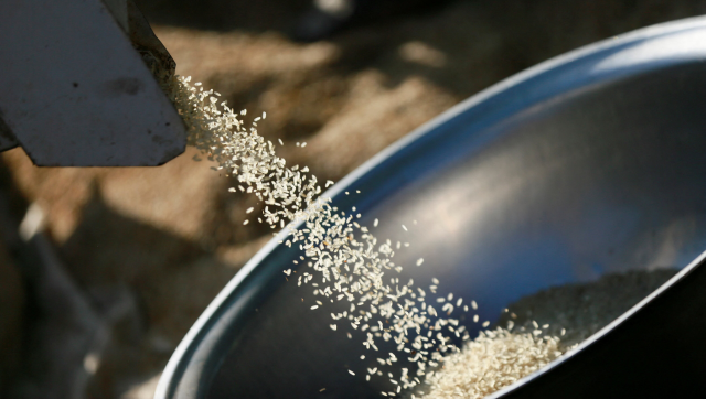 Nigerians eating 'throw-away' rice amid cost of living crisis Nigerians eating 'throw-away' rice amid cost of living crisis