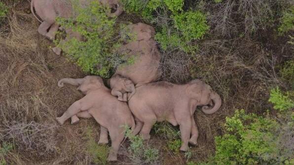 Bangladesh bans adoption of endangered wild elephants