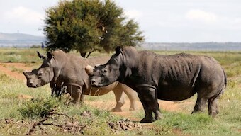 Black rhinos, one of the world's endangered animals, are seen at a farm outside Klerksdorp, in the north west province, South Africa, February 24, 2016.REUTERS