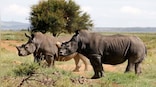 Despite containment efforts, Africa sees sharp rise in Rhino poaching