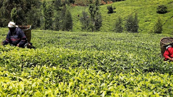 Sri Lanka exports $20 million worth of tea to Iran as part of partial repayment of oil debt 