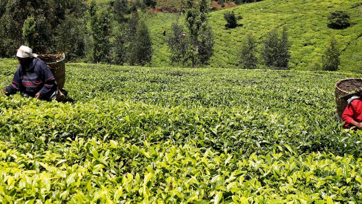 Sri Lanka exports $20 million worth of tea to Iran as part of partial repayment of oil debt  Sri Lanka exports $20 million worth of tea to Iran as part of partial repayment of oil debt