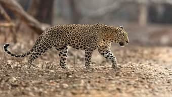 Cabinet approves establishment of International Alliance to conserve tigers, other big cats