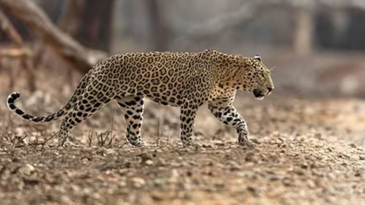 Cabinet approves establishment of International Alliance to conserve tigers, other big cats Cabinet approves establishment of International Alliance to conserve tigers, other big cats