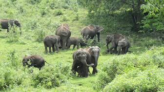 Kerala is seeing a rise in human-animal conflict. AP File Photo