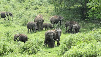 Kerala is seeing a rise in human-animal conflict. AP File Photo