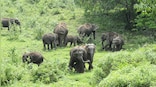 Another man killed by elephant in Kerala: How the human-animal conflict is rising in the state