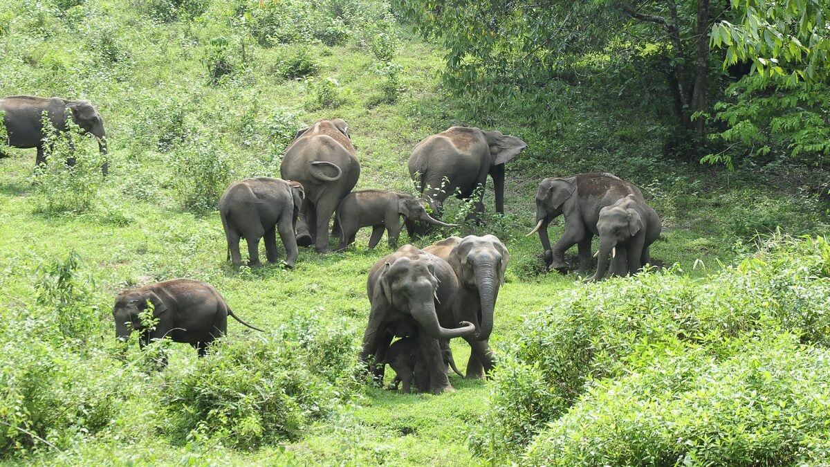 Kerala is seeing a rise in human-animal conflict. AP File Photo Kerala is seeing a rise in human-animal conflict. AP File Photo