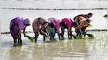 Gender equality in farming: How interim Budget empowers women in Indian agriculture