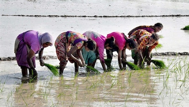 Gender equality in farming: How interim Budget empowers women in Indian agriculture