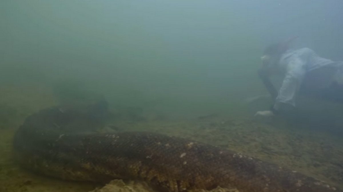 26-foot-long, 500 kilos: World's biggest snake discovered in Amazon 26-foot-long, 500 kilos: World's biggest snake discovered in Amazon