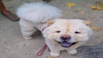 Pet groomers punch dog in Maharashtra: Do India's animal cruelty laws need a relook?