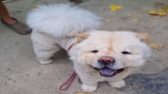 Pet groomers punch dog in Maharashtra: Do India's animal cruelty laws need a relook?