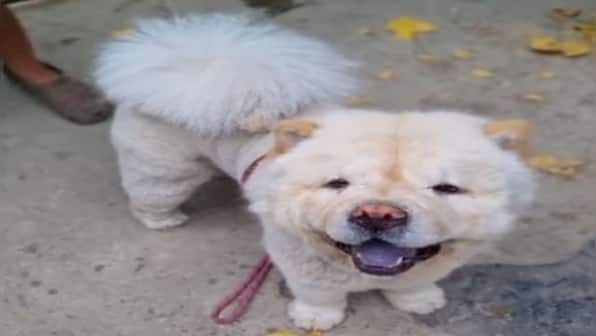 Pet groomers punch dog in Maharashtra: Do India's animal cruelty laws need a relook?