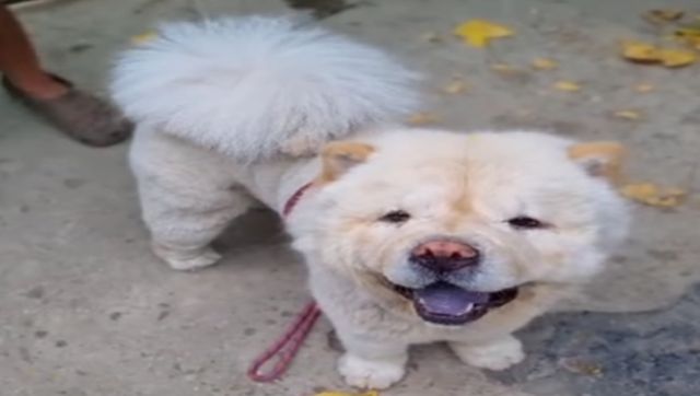 Pet groomers punch dog in Maharashtra: Do India's animal cruelty laws need a relook? Pet groomers punch dog in Maharashtra: Do India's animal cruelty laws need a relook?