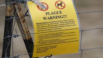 Bubonic plague in US: What's the illness that killed million in the 14th Century?