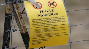 Bubonic plague in US: What's the illness that killed million in the 14th Century?