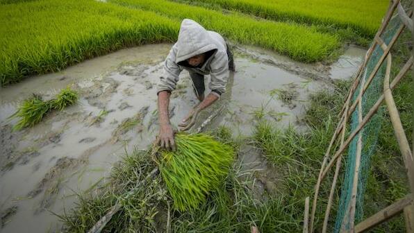 Vantage | How India can help in Asia's big rice crisis