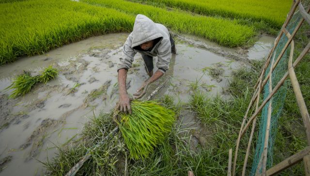 Vantage | How India can help in Asia's big rice crisis Vantage | How India can help in Asia's big rice crisis