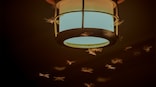 Why do insects fly around lights at night?