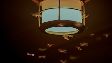 Why do insects fly around lights at night?