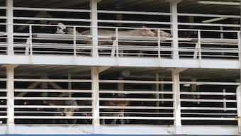 16,000 sheep, cattle stranded at sea amid Red Sea crisis: How live exports put animals at risk