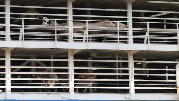 16,000 sheep, cattle stranded at sea amid Red Sea crisis: How live exports put animals at risk