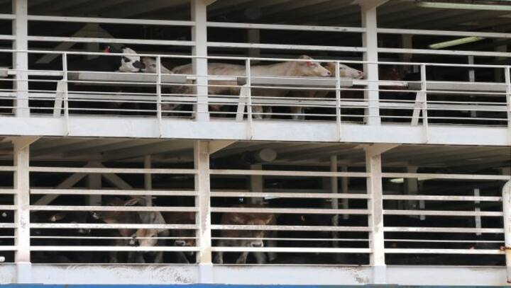 16,000 sheep, cattle stranded at sea amid Red Sea crisis: How live exports put animals at risk
