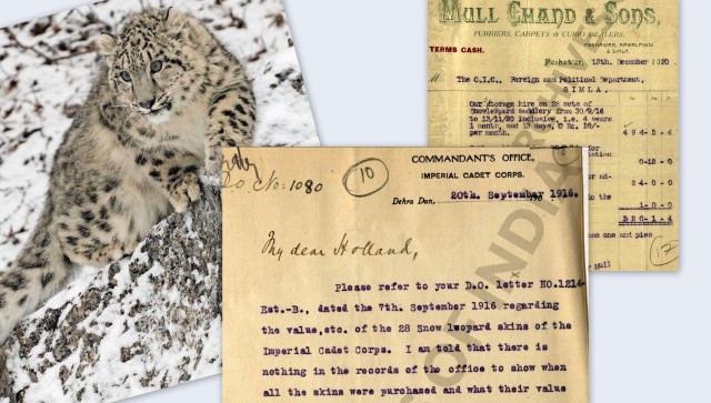 Uttarakhand: Unsolved mystery of 28 snow leopard skins from Imperial Cadet Corps Uttarakhand: Unsolved mystery of 28 snow leopard skins from Imperial Cadet Corps