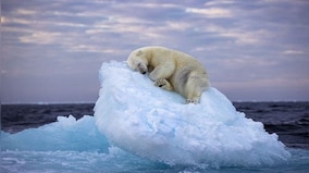 Sleepy Bears and Happy Turtles: The jaw-dropping images that won Wildlife Photographer of the Year award