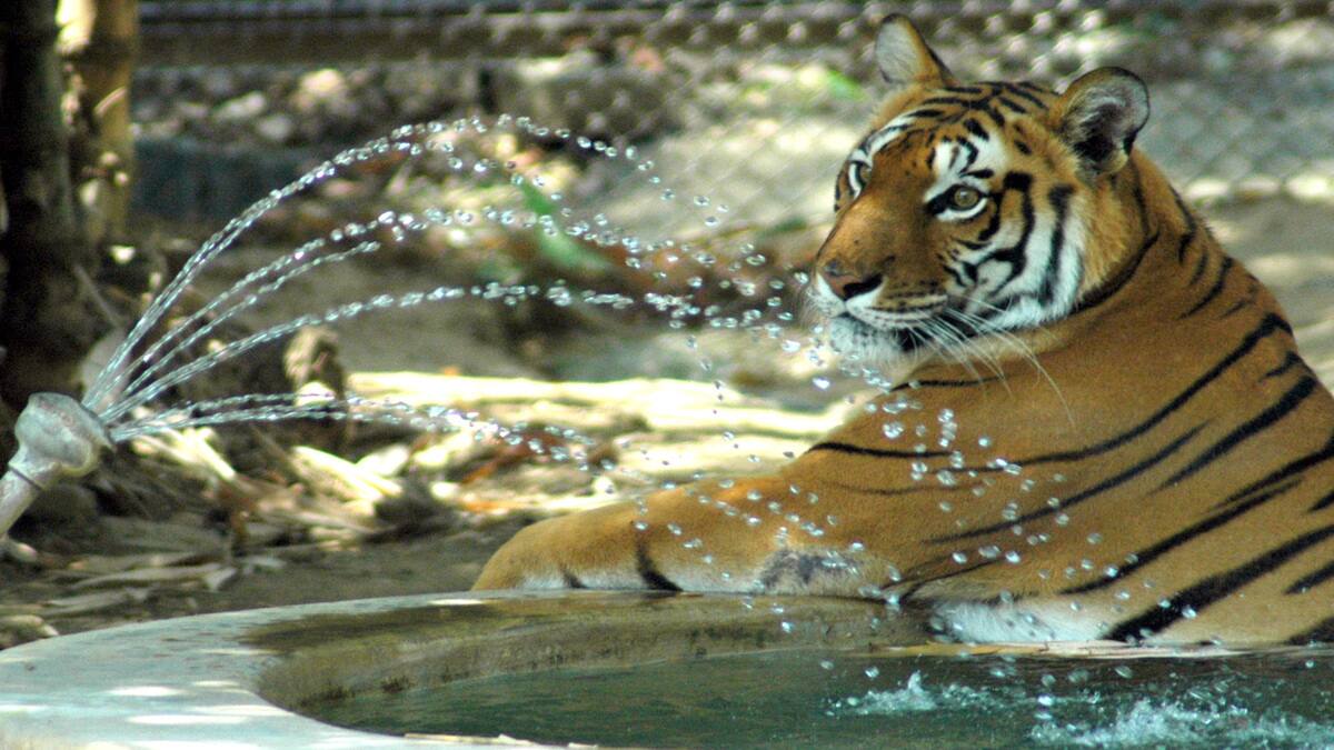 india tiger 