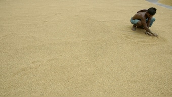 India’s rice output is likely to fall for the first time in eight years. Reuters File Photo
