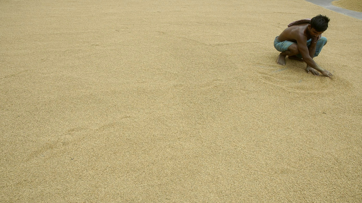 India’s rice output is likely to fall for the first time in eight years. Reuters File Photo India’s rice output is likely to fall for the first time in eight years. Reuters File Photo