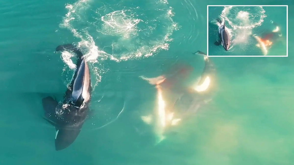 Killer whale eats great white shark: Why scientists are worried Killer whale eats great white shark: Why scientists are worried