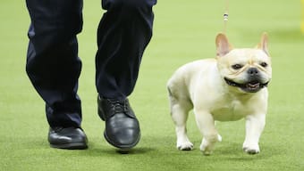 Winston, a French bulldog, competes in the non-sporting group competition during the 147th Westminster Kennel Club Dog show in New York. AP