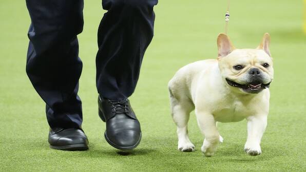 Why America's love for French Bulldogs is causing an uproar