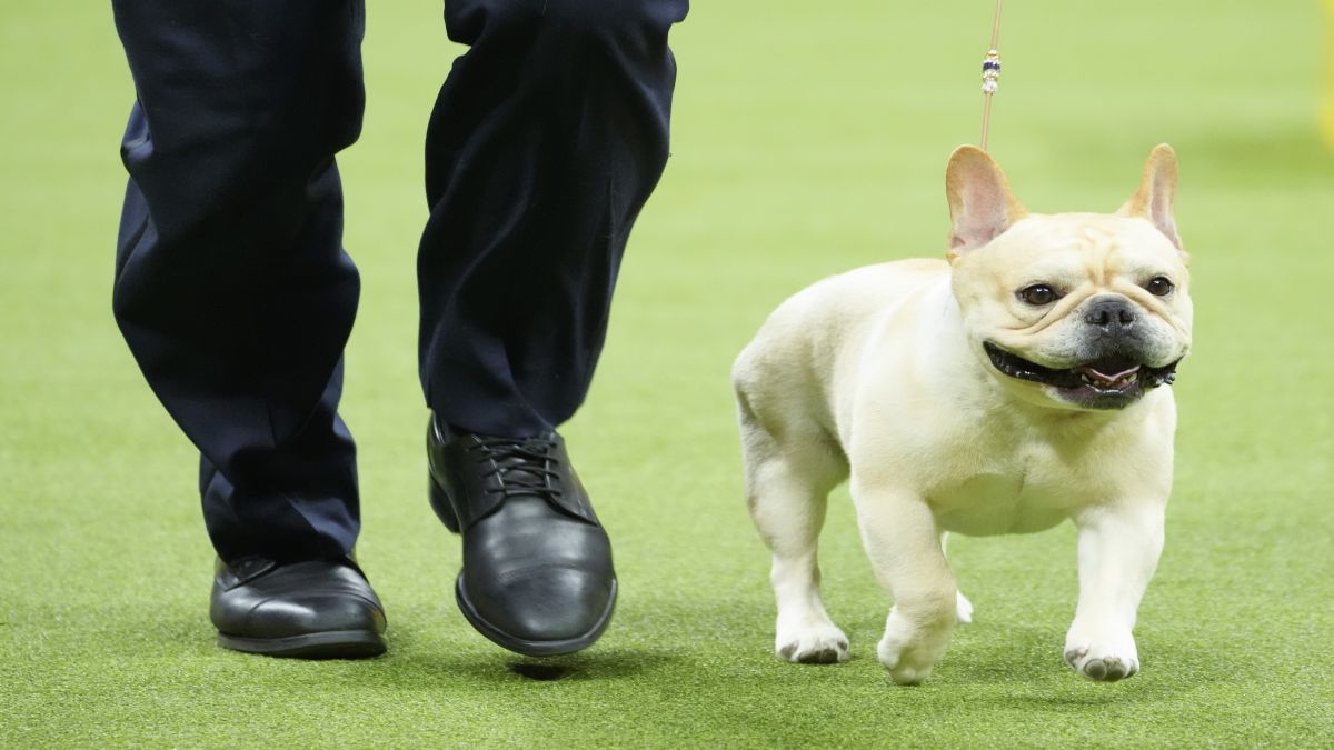 Why America's love for French Bulldogs is causing an uproar Why America's love for French Bulldogs is causing an uproar