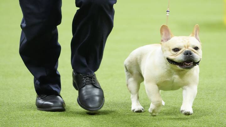 Why America's love for French Bulldogs is causing an uproar