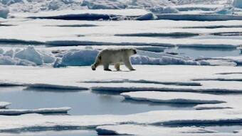 Previous studies had found that by mid-century, the Arctic is likely to see an entire month without floating ice during September with its sea ice extent at its minimum, while at the end of the century, the ice-free season could last several months in a year Image Courtesy PTI