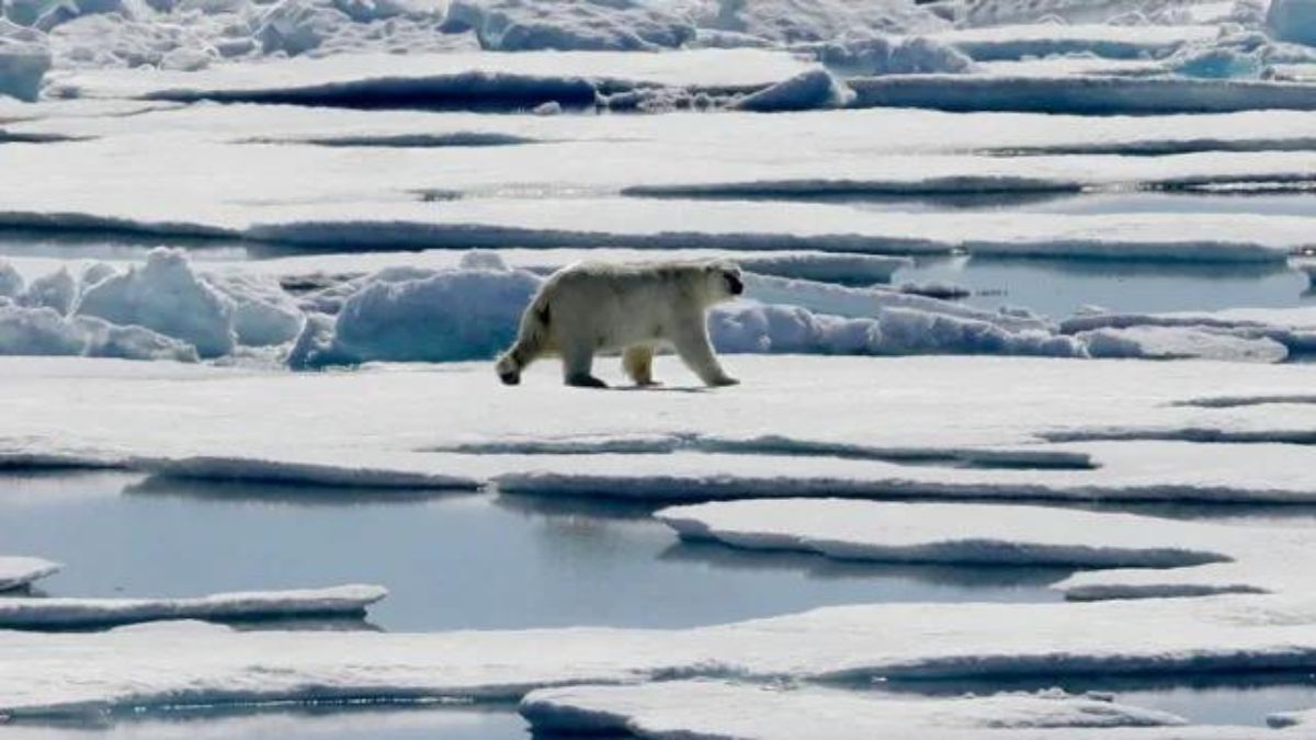 Previous studies had found that by mid-century, the Arctic is likely to see an entire month without floating ice during September with its sea ice extent at its minimum, while at the end of the century, the ice-free season could last several months in a year Image Courtesy PTI Previous studies had found that by mid-century, the Arctic is likely to see an entire month without floating ice during September with its sea ice extent at its minimum, while at the end of the century, the ice-free season could last several months in a year Image Courtesy PTI