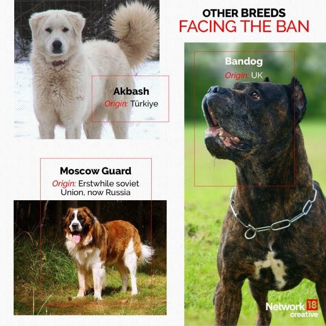 In Graphics | The 23 dog breeds that Centre has asked states to ban in ...