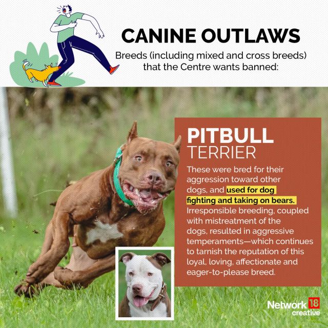 In Graphics | The 23 dog breeds that Centre has asked states to ban in ...