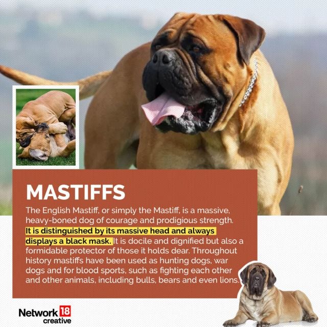 In Graphics | The 23 dog breeds that Centre has asked states to ban in ...