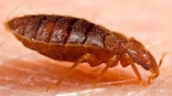 France accuses Russia of fueling Bedbug Panic