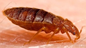 France accuses Russia of fueling Bedbug Panic