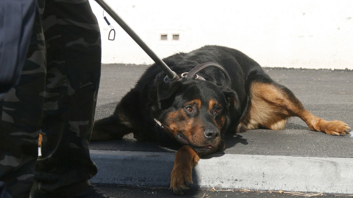 This Week in Explainers: Why is India banning Pit bulls, Rottweilers and other dogs? This Week in Explainers: Why is India banning Pit bulls, Rottweilers and other dogs?