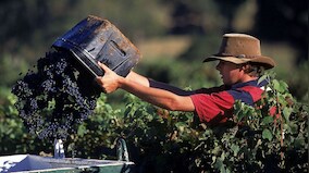 No takers for wine? Why farmers in Australia, France are destroying vineyards